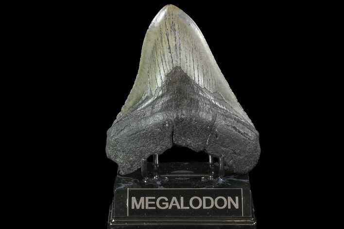Fossil Megalodon Tooth - South Carolina #95472